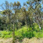 Terreno a Venda - Serra Catarinense - Vista das Montanhas 