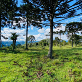 Terreno a Venda - Serra Catarinense - Vista para o Vale