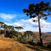 Terreno a Venda - Urubici - Boa Localizao - Serra Catarinense 