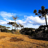 Terreno a Venda - Urubici - Boa Localizao - Serra Catarinense 