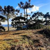 Terreno a Venda - Urubici - Boa Localizao - Serra Catarinense 