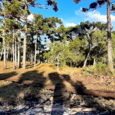 Terreno a Venda - Urubici - Boa Localizao - Serra Catarinense 