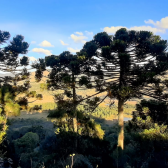 Terreno a Venda - Urubici - Boa Localizao - Serra Catarinense 