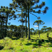 Terreno a Venda - Urubici - Linda Vista das Montanhas 