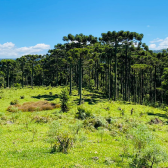 Terreno a Venda - Urubici - Linda Vista das Montanhas 