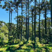 Terreno a Venda - Urubici - Linda Vista das Montanhas 