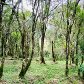 Terreno a Venda - Urubici - Corvo Branco - Serra Catarinense 