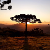 Terreno a Venda - Urubici - tima Localizao - Serra Catarinense 