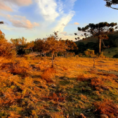 Terreno a Venda - Urubici - tima Localizao - Serra Catarinense 