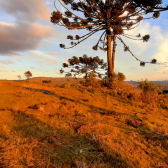 Terreno a Venda - Urubici - tima Localizao - Serra Catarinense 