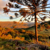 Terreno a Venda - Urubici - tima Localizao - Serra Catarinense 