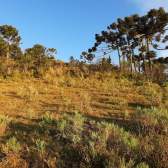 Terreno a Venda - Urubici - tima Localizao - Vista das Montanhas 