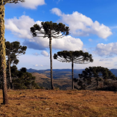 Terreno a Venda - Urubici - tima Localizao - Vista para o Vale 