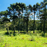 Terreno a Venda - Urubici - Serra Catarinense 