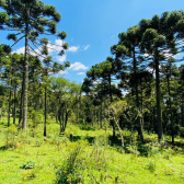 Terreno a Venda - Urubici - Serra Catarinense 