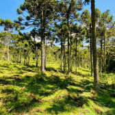 Terreno a Venda - Urubici - Serra Catarinense 