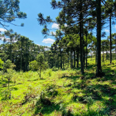 Terreno a Venda - Urubici - Serra Catarinense 