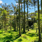 Terreno a Venda - Urubici - Serra Catarinense 