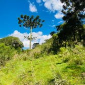 Terreno a Venda - Urubici - Serra Catarinense - Excelente Localizao