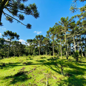 Terreno a Venda - Urubici - Serra Catarinense - So Pedro