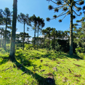 Terreno a Venda - Urubici - Serra Catarinense - So Pedro