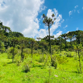 Terreno a Venda - Urubici - Serra Catarinense - So Pedro