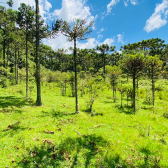 Terreno a Venda - Urubici - Serra Catarinense - So Pedro