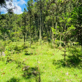 Terreno a Venda - Urubici - Serra Catarinense - So Pedro