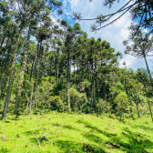 Terreno a Venda - Urubici - Serra Catarinense - So Pedro