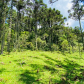 Terreno a Venda - Urubici - Serra Catarinense - So Pedro