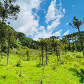 Terreno a Venda - Urubici - Serra Catarinense - So Pedro