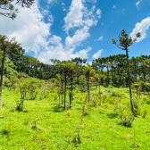 Terreno a Venda - Urubici - Serra Catarinense - So Pedro