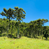 Terreno a Venda - Urubici - Serra Catarinense - Vista das Montanhas 