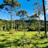 Terreno a Venda - Vista para as Montanhas - Serra Catarinense