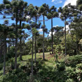 Terreno com Cachoeira - Morro da Igreja - Urubici