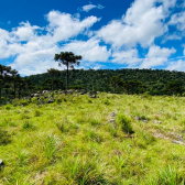 Terreno 10 hectares com rio - Jararaca - Urubici