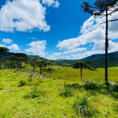 Terreno 10 hectares com rio - Jararaca - Urubici