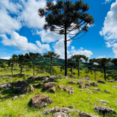 Terreno 10 hectares com rio - Jararaca - Urubici