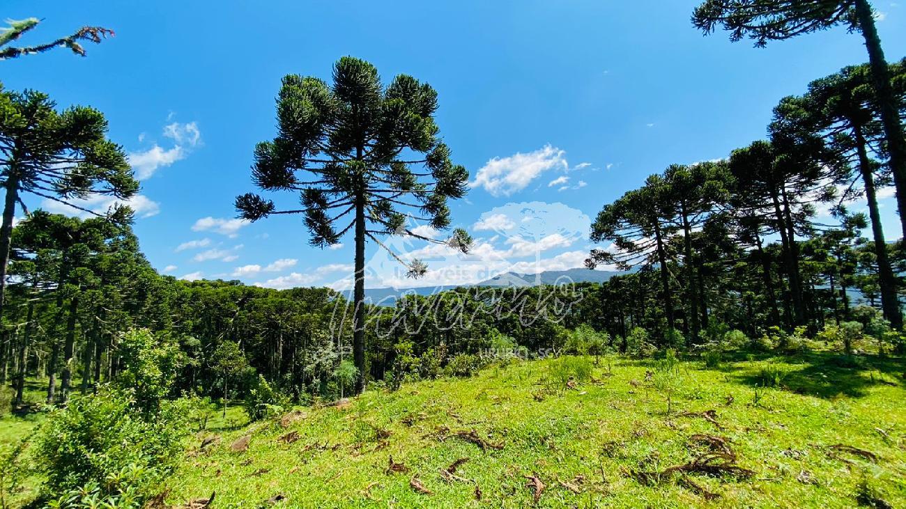 Terreno a Venda - Excelente Localizao  