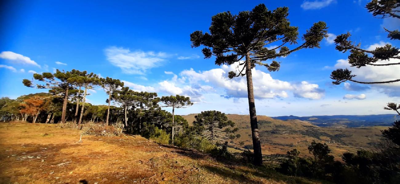 Terreno a Venda - Urubici - Boa Localizao - Serra Catarinense 