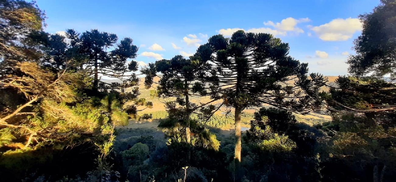 Terreno a Venda - Urubici - Boa Localizao - Serra Catarinense 